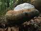 Bükkfa-tapló (Fomes fomentarius), Budai-hegység